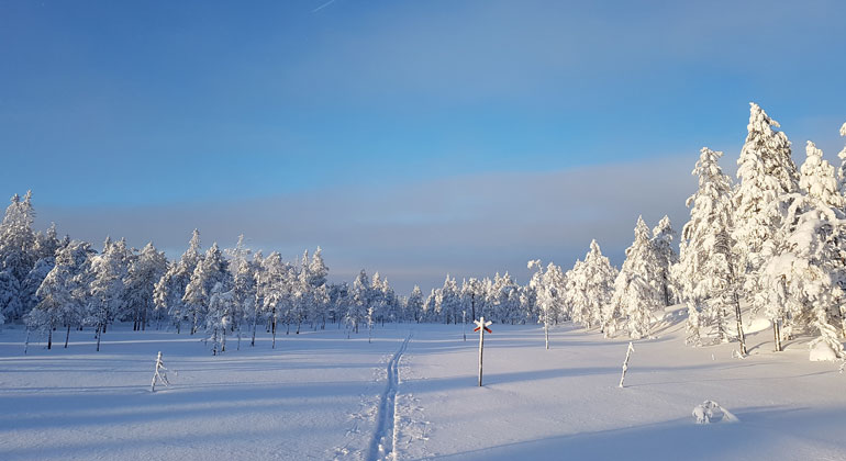 Ski trails at Gyllbergen naturreservat.