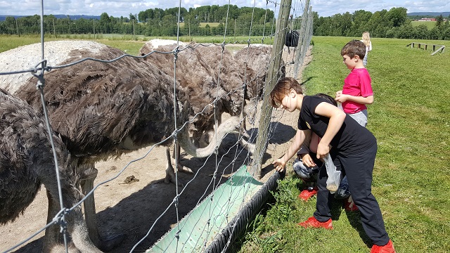 At ostrich farm in Borlänge.