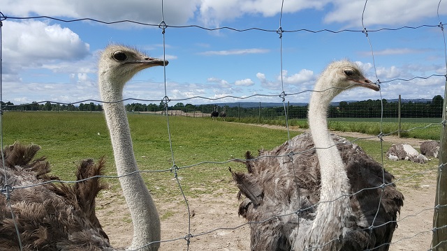 Ostriches at ostrich farm Sahlins Struts in Borlänge